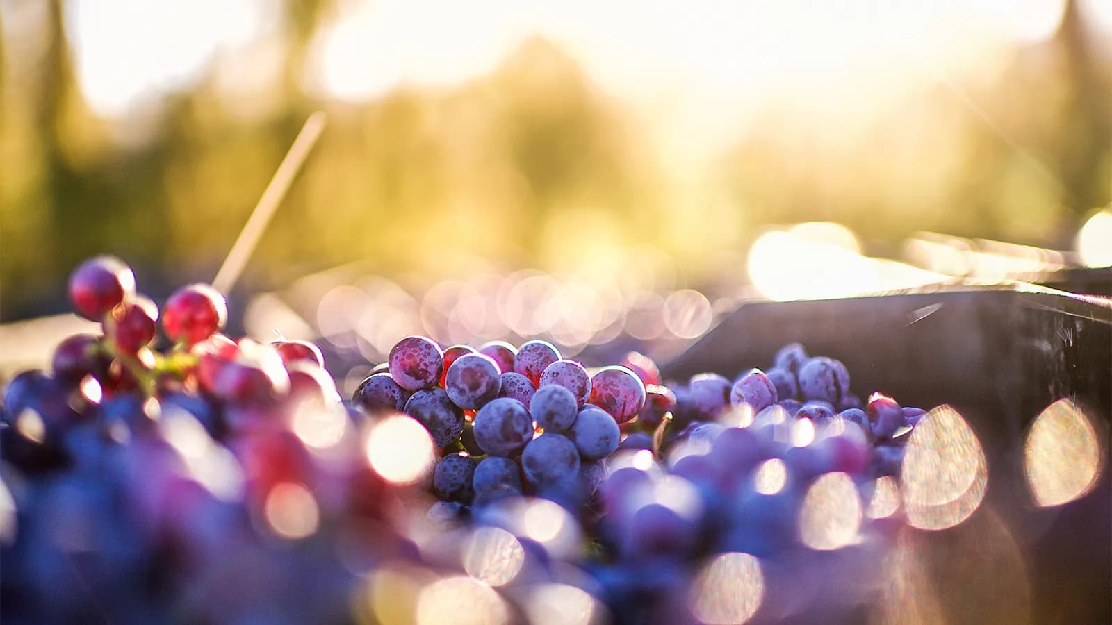 Weintasting: Neuheiten-Wochenende