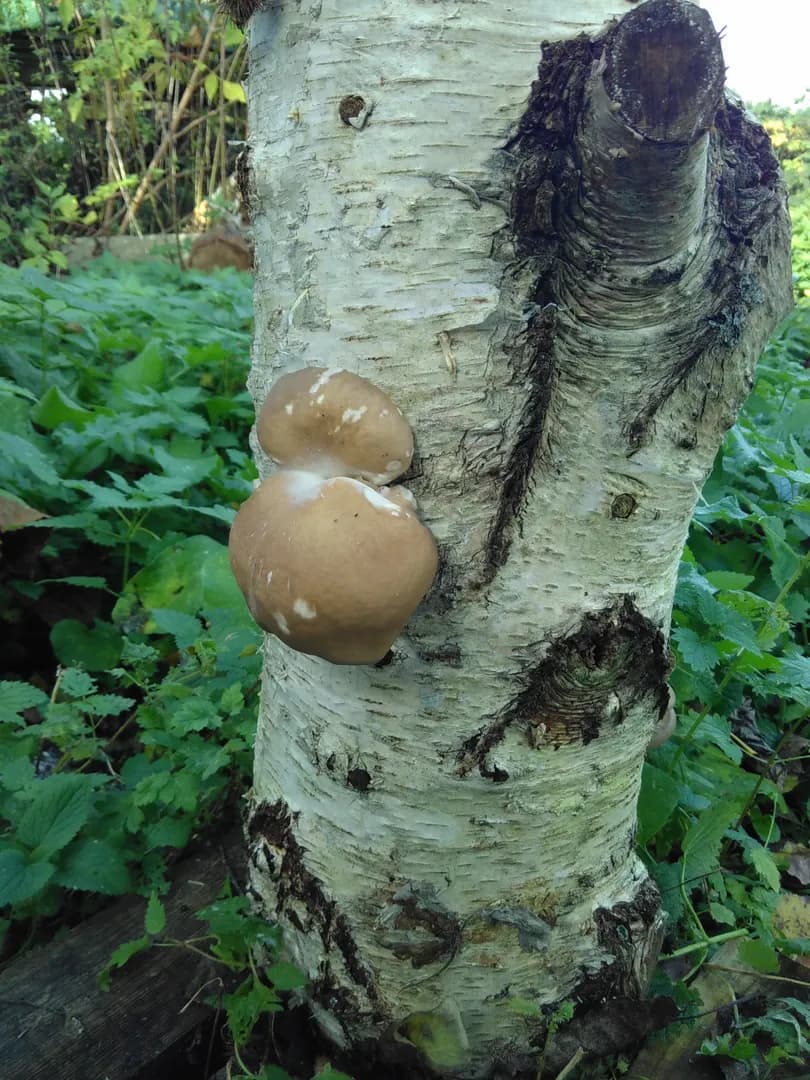 Einführung in die Speisepilzzucht auf Baumstämmen/Strohballen (Outdoor